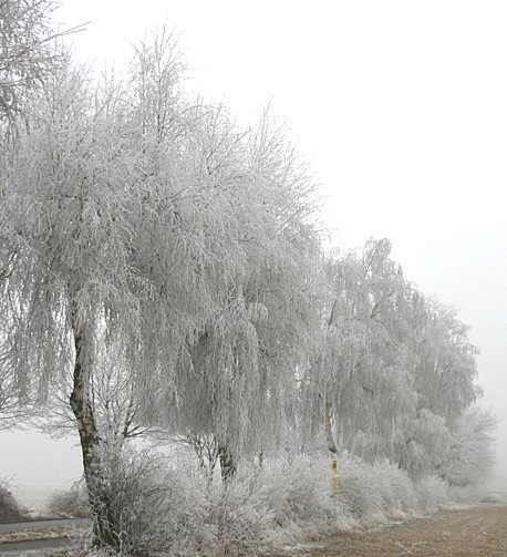Frostbilder_06_019a.jpg