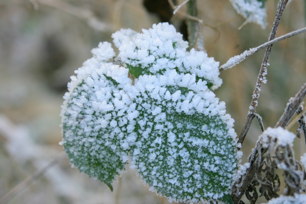 Rauhreif_311208a.jpg