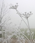 Frostbilder_06_008a.jpg