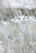 Frostbilder_06_009a.jpg