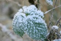 Rauhreif_311208a.jpg