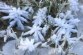 Rauhreif_311208b.jpg