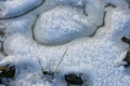 Rauhreif_311208c.jpg