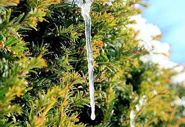 Eiszapfena_110109.jpg