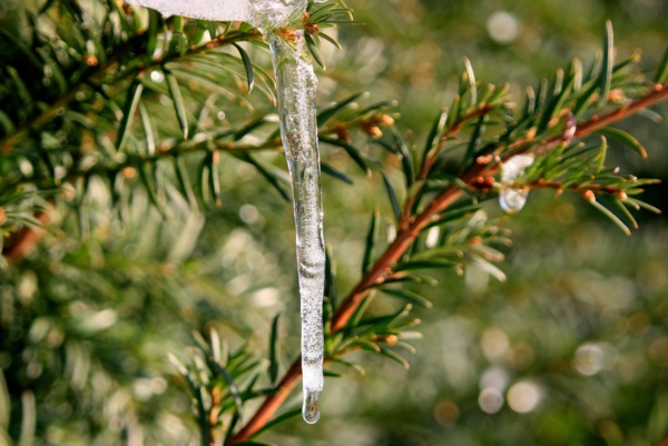 Eiszapfenb_110109.jpg