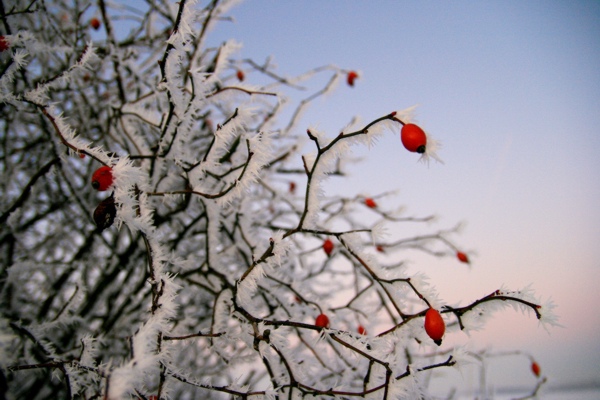 Januar_080109.jpg