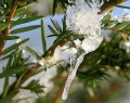 Eiszapfen_8723.jpg