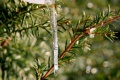 Eiszapfenb_110109.jpg