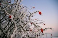 Januar_080109.jpg