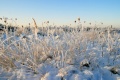 Januar_8650.jpg