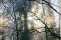 Januarerft_8679.jpg