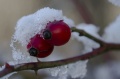 Winter_003.jpg